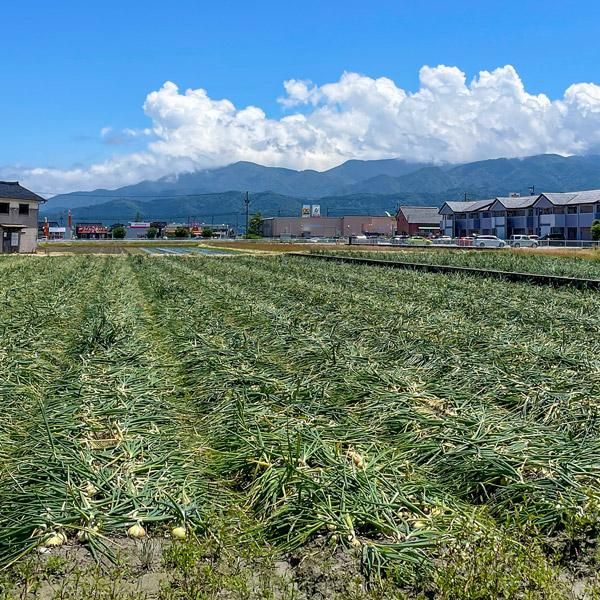 富山県産 玉ねぎ 5kg 令和7年産【S～Mサイズ混合】 - 富山の