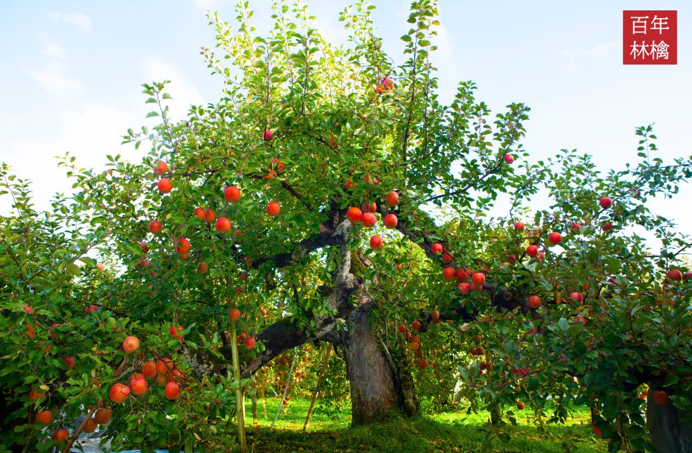百年林檎　古木の樹　古木りんご　百年りんご