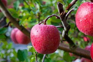 サンふじ　蜜入り保証サンふじ　蜜入りりんご　百年林檎　百年りんご　古木りんご　葉とらずサンふじ　葉とらずりんご