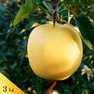 もりのかがやき（葉とらずりんご）約3kg（約9〜10個）モールド詰※今季は10月下旬のご予約開始予定です