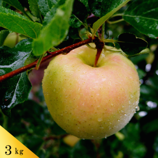 青森りんご トキ約3kｇ（約9〜12個）※出荷は10月上旬頃からの予定です