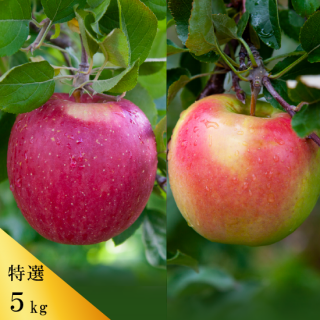 դȤ餺դ̾5kg1416ġ[̸]11ܺͽ󳫻ͽǤ