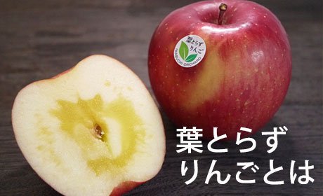 青森県りんご品評会「葉とらずふじ部門」で優賞連続受賞中