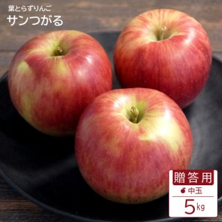 葉とらずりんご「サンつがる」【贈答用】中玉5kg(約16-20個)モールド詰※数量限定※9月上旬から発送予定です