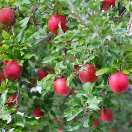 赤いリンゴ（緑の葉付き） 赤いリンゴ（緑の葉付き） 楽天市場】エントリーでポイント5倍