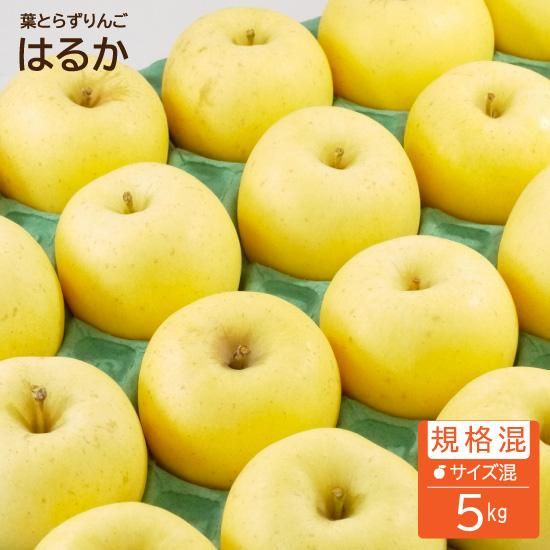 青森りんご葉とらずはるか 青森りんご葉とらずはるか