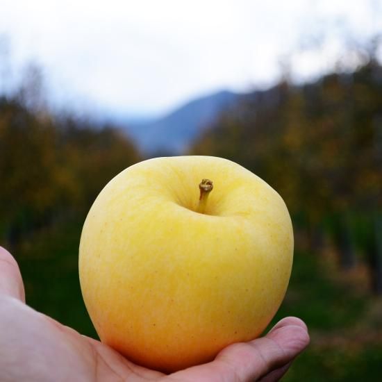 りんごです 青森県より産地直送 JAつがる弘前 葉とらず太陽ふじりんご 糖度