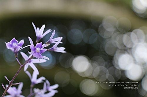 EOS70D18135STMLK|Canon デジタル一眼レフカメラ EOS70D レンズ EOS70D18135STMLK|Canon デジタル一眼レフカメラ EOS70D レンズ