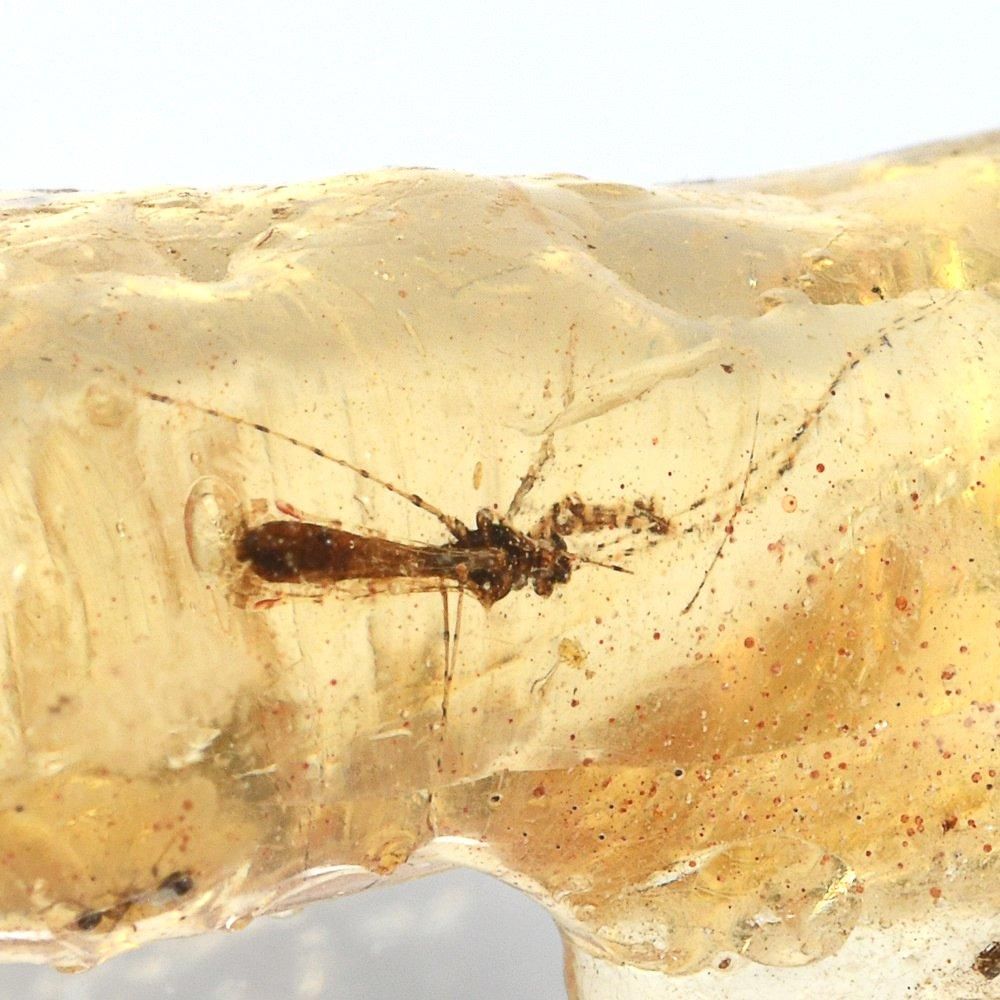 虫入りナチュラルコパル 楽天市場】虫入り コパル 琥珀 原石 マダガスカル産 アンバー