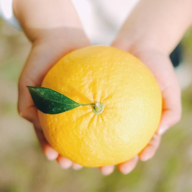 夏みかん様 確認用 orangelecura | オランジュルクラ | 樹齢100年夏みかんマーマレード