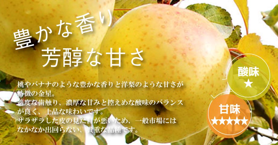 貴重な品種 青森りんご 金星 9kg（26〜40個）