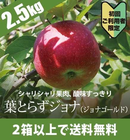 ¡Ú½é²ó¸ÂÄê¡ÛÀÄ¿¹¤ê¤ó¤´¥µ¥ó¥¸¥ç¥Ê¡Ê¥¸¥ç¥Ê¥´¡¼¥ë¥É¡Ë 2.5kg¡Ê6¡Á10¸Ä¡Ë