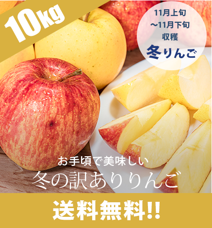 【出荷中】冬の訳ありりんご 10kg：収穫次第順次発送