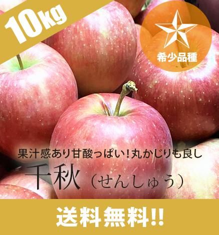 送料無料【希少品種】青森りんご 千秋 10kg 産地直送・通販 RED APPLE(レッドアップル)[赤石農園]