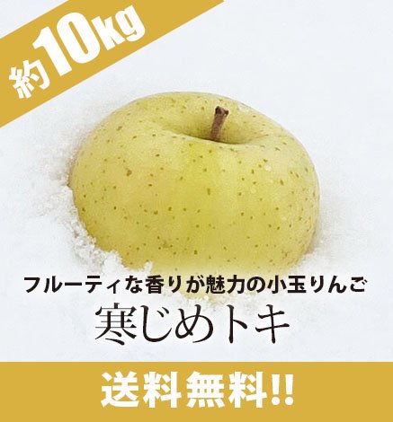 【出荷中】青森りんご 寒じめトキ 約10kg（36〜56玉）