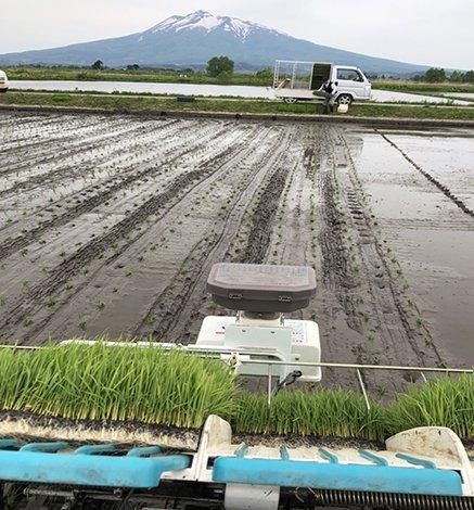 青森米はれわたり(玄米) 10kg 【30kg以上送料無料】産地直送通販 青森米はれわたり(玄米) 10kg 【30kg以上送料無料】産地直送通販