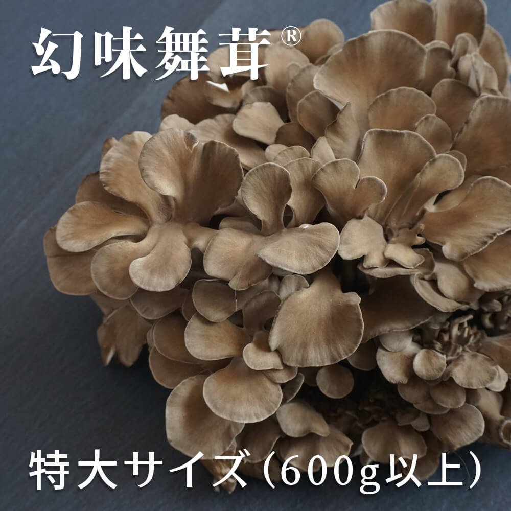 天然舞茸 天然マイタケ 天然まいたけ きのこ キノコ 茸 - 野菜