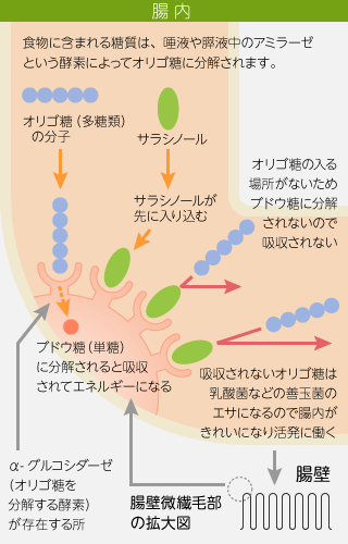 サラシノールの腸内の働きの説明図