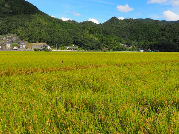 内子からり米 令和4年産ヒノヒカリ15㎏（精米5kg×3袋） - からり