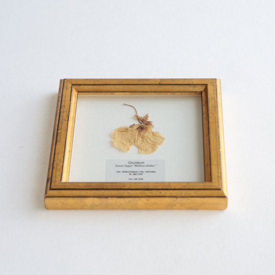 PLACER WORKSHOP / GOLDEN WOOD FRAME 