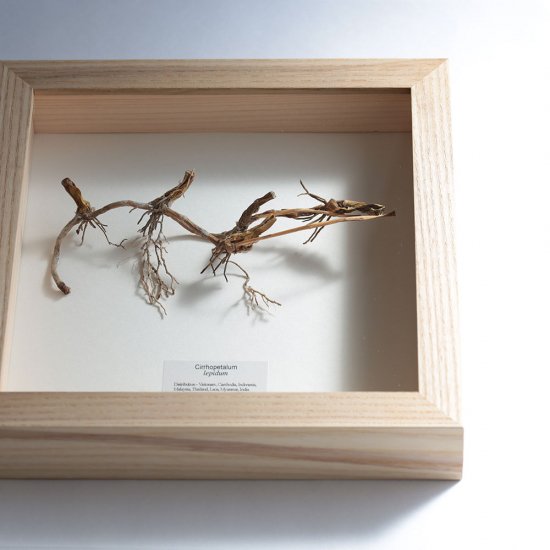 PLACER WORKSHOP / ASH WOOD FRAME 