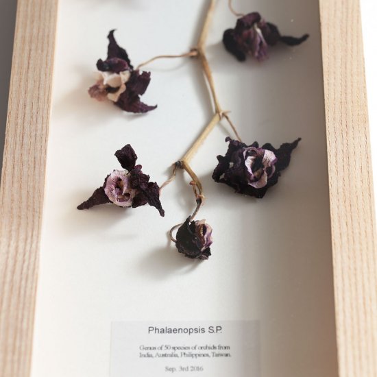 Placer Workshop Dried Orchid Frame 蘭 - schreinerdach.de