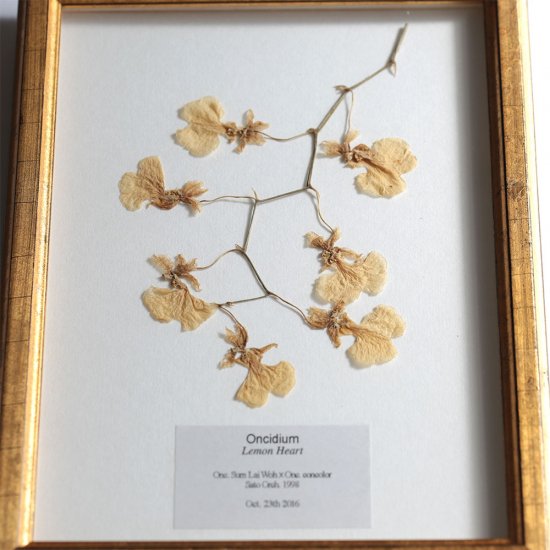 Placer Workshop Dried Orchid Frame 蘭 - schreinerdach.de